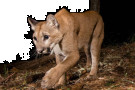Two new studies involving UC Santa Cruz researchers are shedding light on the challenges facing local pumas where humans are encroaching ...