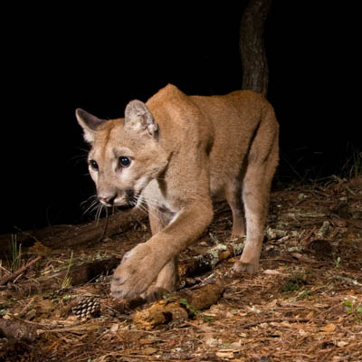 Two new studies involving UC Santa Cruz researchers are shedding light on the challenges facing local pumas where humans are encroaching ...