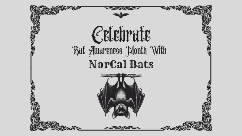 LOLA (Live Oak Library Annex) at Simpkins, 979 17th Ave, Santa Cruz