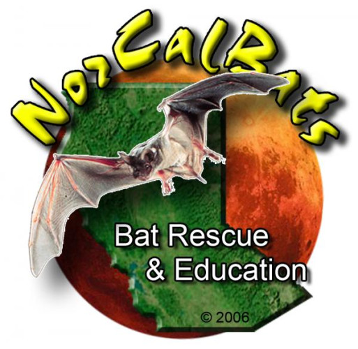 sm_norcal_bats.jpg