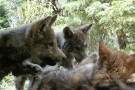 Beyem Seyo wolf pack murdered by state agents in CA