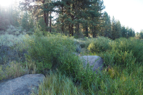 Gooseneck section of Feather River near Portola
