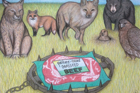 image showing prime cut of beef in trap surrounded by hungry looking wild animals