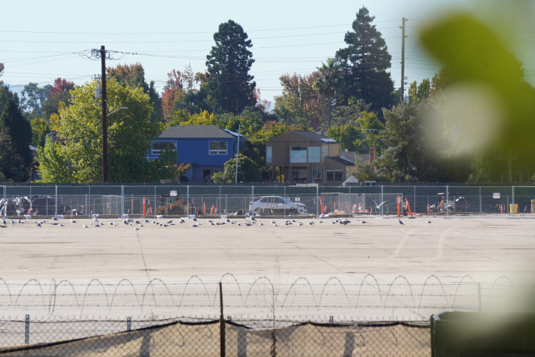 Dozens of seabirds rest, bathe, and sun themselves in Prologis' open, toxic, & dusty PCB contaminated sore.