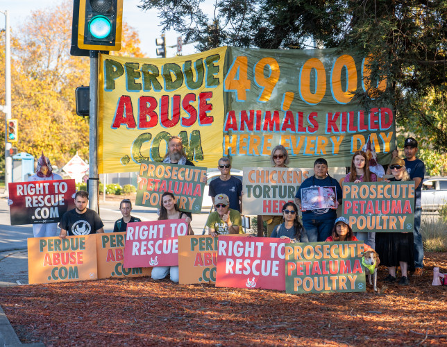 Silent protesters held a vigil outside of the Petaluma Poultry slaughterhouse Saturday to bring attention to criminal animal cruelty at t...