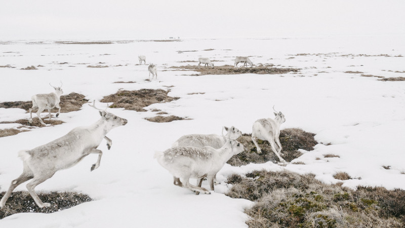 Bureau of Land Management issues environmental study to authorize ConocoPhillips’ winter drilling and seismic projects in Teshekpuk Lake ...