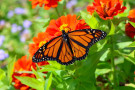 PORTLAND, Ore.; November 17, 2025 —  In the most comprehensive tracking study of monarch butterfly migration ever conducted, a collaborat...