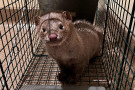 Photograph: Mink looks toward camera from inside wire cage