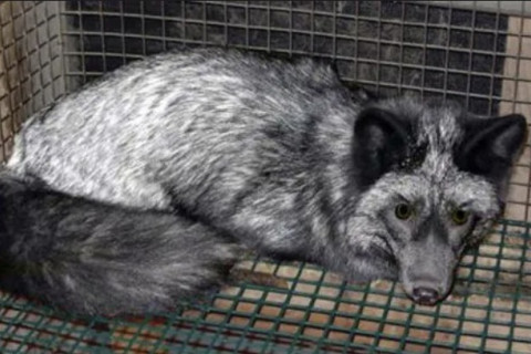 Photograph: Fox lies curled up in wire cage
