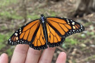 SANTA CRUZ, Calif.; December 10, 2025—Scientists are now tracking the movements of imperiled monarch butterflies in Santa Cruz with the h...