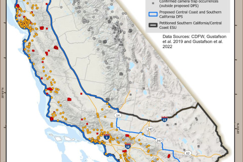 SACRAMENTO, December 10, 2025 — The California Department of Fish and Wildlife announced today that protections for mountain lion populat...