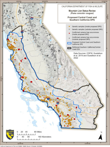 SACRAMENTO, December 10, 2025 — The California Department of Fish and Wildlife announced today that protections for mountain lion populat...