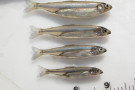 Delta Smelt