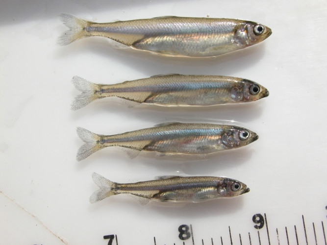 Delta Smelt