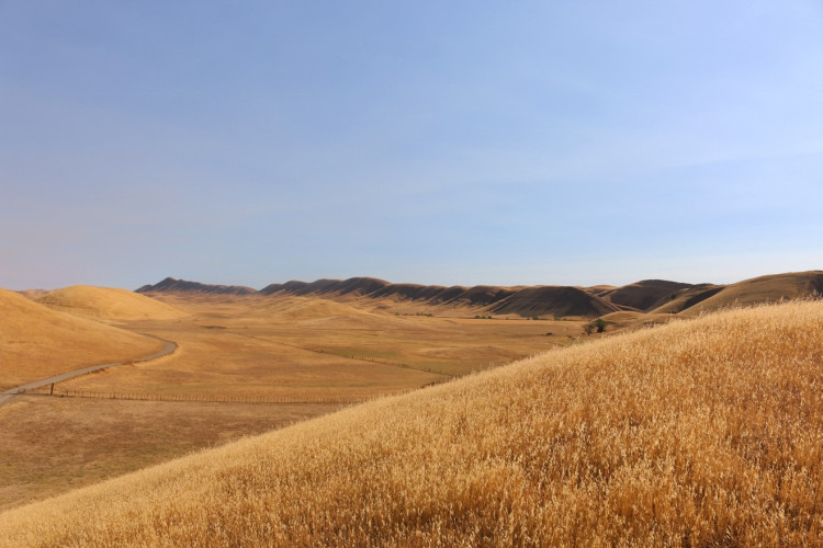 As salmon and Delta fish crash, Trump regime approves Sites Reservoir project ROD