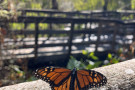 SAN FRANCISCO; January 29, 2026 – After surveys by hundreds of volunteers and partners, results from the 29th annual Western Monarch Coun...