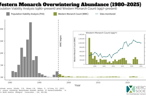 480_western_monarch_graph_2025.jpeg