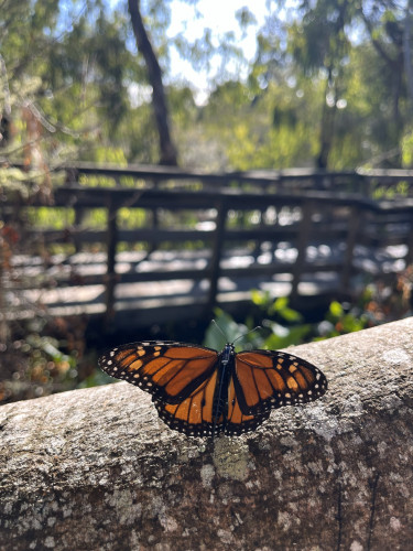 SAN FRANCISCO; January 29, 2026 – After surveys by hundreds of volunteers and partners, results from the 29th annual Western Monarch Coun...