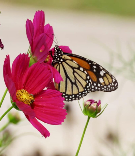 Trump Administration Fails to Finalize Overdue Protections for Iconic Butterfly