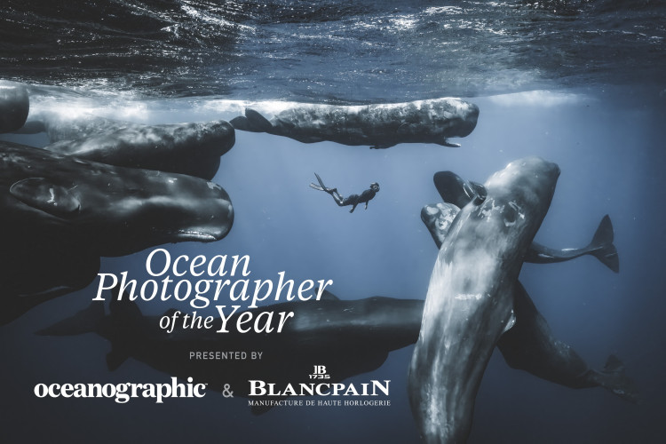 Ocean Photographer of the Year, photo of a deep sea diver surrounded by whales.