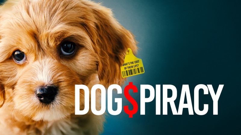 Dog$piracy film poster image of small dog