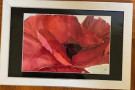 Original watercolor: poppy of Palestin