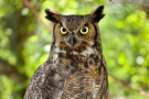 Great Horned Owl
