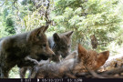 SAN FRANCISCO, May 14, 2026 — California’s wolf population grew by 10% in 2025, with a total of nine packs by the end of December, accord...