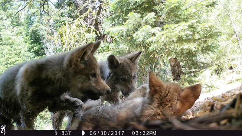 SAN FRANCISCO, May 14, 2026 — California’s wolf population grew by 10% in 2025, with a total of nine packs by the end of December, accord...