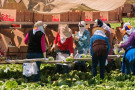 135_women-packing-lettuce.jpg