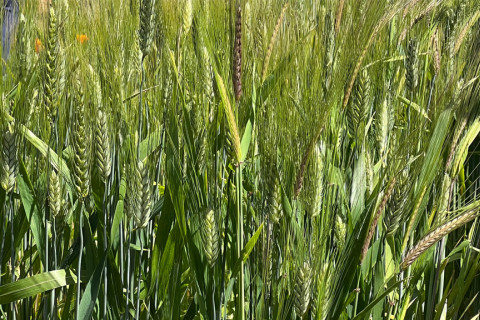 480_abu_samra_wheat_pie_ranch.jpg