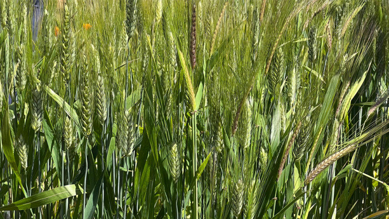 sm_abu_samra_wheat_pie_ranch.jpg