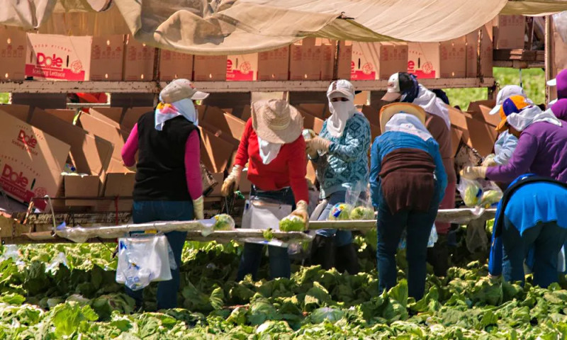 sm_women-packing-lettuce.jpg