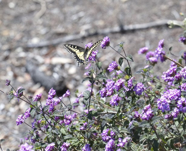 sm_019.jpg