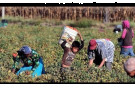 Farmworker Children Continue To Be Used In Farm Labor