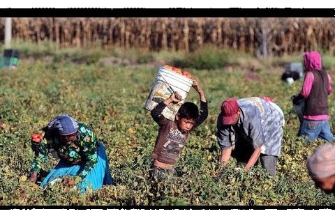 Farmworker Children Continue To Be Used In Farm Labor