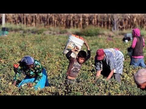Farmworker Children Continue To Be Used In Farm Labor
