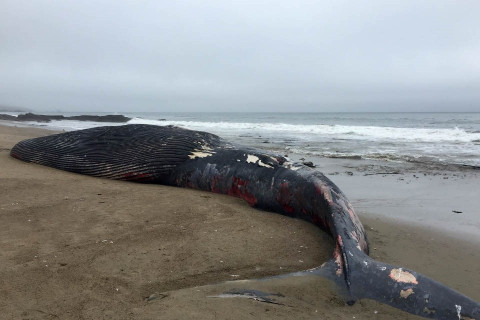 OAKLAND, Calif., May 28, 2026 — At least 51 whales have died along the West Coast already this year, according to an analysis of public d...
