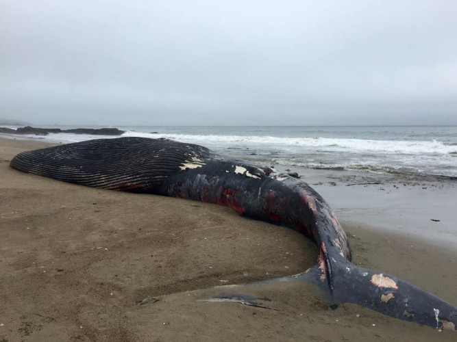 OAKLAND, Calif., May 28, 2026 — At least 51 whales have died along the West Coast already this year, according to an analysis of public d...
