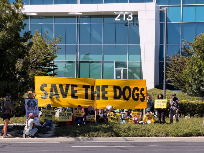 indybay.org - Activists Protest Merck For Purchasing Dogs for Animal Testing From Notorious Ridglan Farm