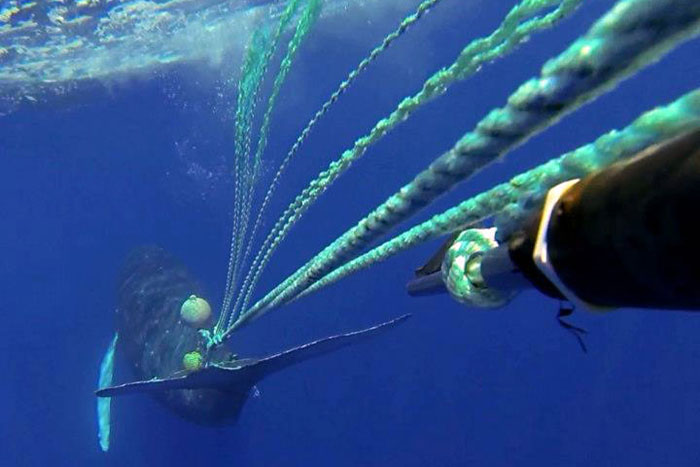 SAN FRANCISCO, June 15, 2026 — Federal data shows that 33 whales were reported entangled in fishing gear off the U.S. West Coast in 2025....