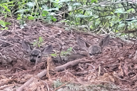 Fawns at Lompico Pond, 5/23/26