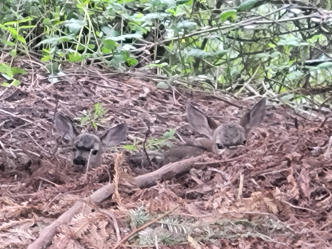 Fawns at Lompico Pond, 5/23/26