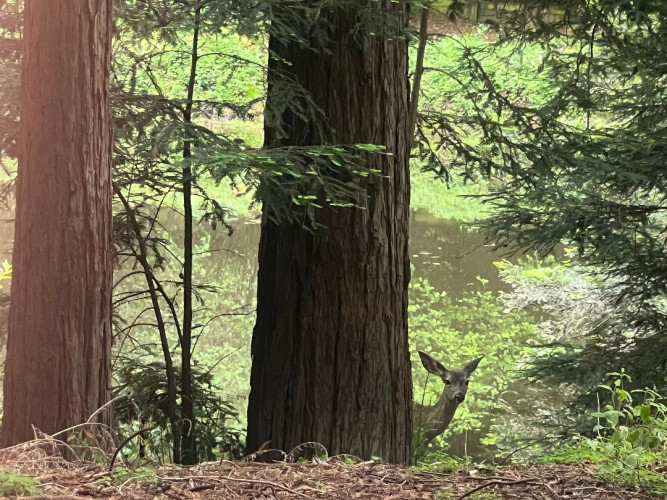 Fawn at Lompico Pond, 5/23/26