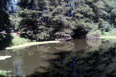 reflections of Redwoods etc. in Lompico Pond