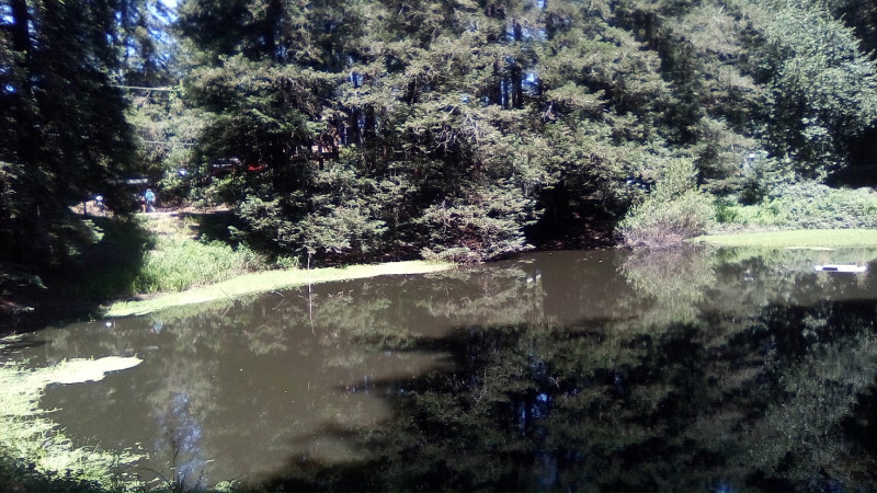 reflections of Redwoods etc. in Lompico Pond
