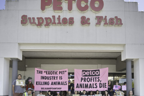 With Bay Area cities moving to ban retail sale of animals, advocates protested in San Rafael to bring attention to cruelty of the exotic ...