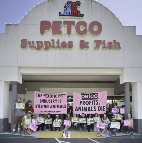 With Bay Area cities moving to ban retail sale of animals, advocates protested in San Rafael to bring attention to cruelty of the exotic ...