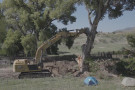 A tree sitter has stopped border wall construction in Arizona, east of Nogales. The tree sitters are saving one old growth cottonwood, ho...