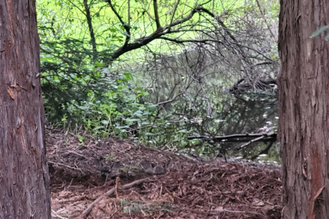 Fawns at Lompico Pond and Redwoods Forest, 5/23/26